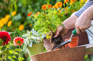 gardening services near hebbal, airport road, bangalore karnataka